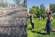 🌱Mukulakirvelin hyvityskylvöjen epäonnistuminen viivästyttää tunnelihanketta useilla vuosilla – tunnelin linjaus on syytä arvioida uudelleen 👉 LUE koko Kristian Wahlbeckin ja Karolina Saarenpään koko artikkeli Lapinlahden Lähteen verkkosivuilta www.lapinlahdenlahde.fi 🌱
”Länsisataman rekkatunnelille valittu linjaus on osoittautunut ongelmalliseksi sekä luonnon, kulttuuriperinnön että aikataulun kannalta.
Lapinlahden puistoon sijoittuvan tunnelilinjauksen valinta perustui oletukseen sen nopeasta toteutuksesta: rakentamisen piti alkaa 2028 ja tunnelin valmistua 2032. Tämä aikataulu ei kuitenkaan ole toteutumassa.
Koska tunneliaukon alueelle sijoittuu erittäin uhanalaisen kirvelilattakoin ydinesiintymä, edellyttää tunnelin rakentaminen sitä, että avolouhoksen vuoksi hävitettävää koiperhosen ravintokasvia, mukulakirveliä, saadaan kasvatettua onnistuneesti uusilla kasvupaikoilla puiston muissa osissa ns. hyvitysalueilla. Yritykset ovat toistaiseksi epäonnistuneet. Vuosien 2023–2025 siemenkylvöt ovat jääneet valtaosin tuloksettomiksi, ja myös viljelykokeilu Korkeasaaressa on pääosin epäonnistunut. Koska mukulakirveli tuottaa kirvelilattakoin toukille välttämättömiä kukintoja vasta toisena elinvuotenaan, viivästyttää jokainen epäonnistunut kylvö hanketta kolmella vuodella.
Valitettavasti laajat hyvitysalueet ovat samalla heikentäneet puiston luontoa ja näkymiä: nurmikoiden, kevätkukkien ja luontoarvoiltaan merkittävien kasvien tilalle on tullut epäonnistuneiden kylvöjen paljaita pintoja. Aiemmin ulkoiluun ja virkistäytymiseen käytetyillä alueilla ei voi enää viettää aikaa.
Kasvien siirrot ovat usein epävarmoja, sillä ne ovat asettuneet kasvupaikoilleen pitkän ajan kuluessa. Hyvityssuunnitelmassa ei ole huomioitu puiston eri osien mikroilmastoa, valoisuutta tai kasvin vaatimaa syvää ruokamultakerrosta.
Nykyisellä hyvityssuunnitelmalla ei elinvoimaisia mukulakirvelikantoja todennäköisesti synny, mikä viivästyttää hankkeen lupaprosessia useilla vuosilla. Käytännössä rakentaminen voi alkaa aikaisintaan 2030-luvun puolivälissä – jos silloinkaan.”
Teksti: Kristian Wahlbeck ja Karolina Saarenpää
Kuvat: Kristian Wahlbeck ja Mohini Art&Dance