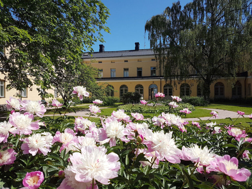 Lapinlahden Lähteen sisäpihan kukkaloistoa.