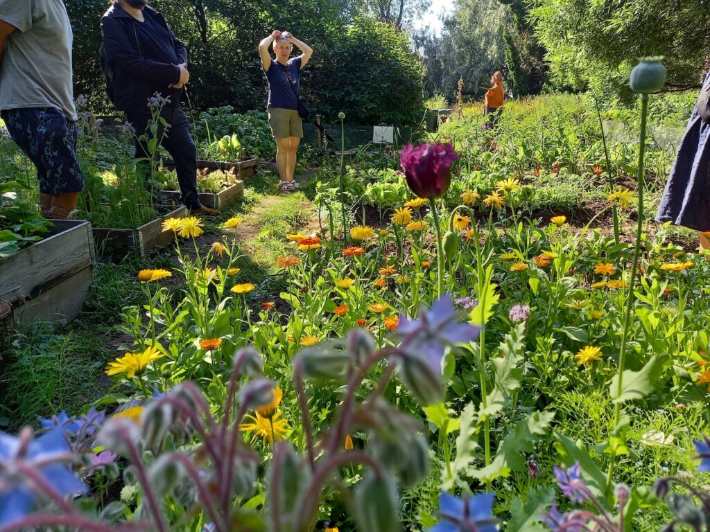 Yhteisöpalsta kukkii.